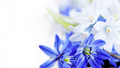 تصویر شماره 12 از آلبوم تصویر زمینه گل های قرمز سفید و آبی (red white and blue flowers)