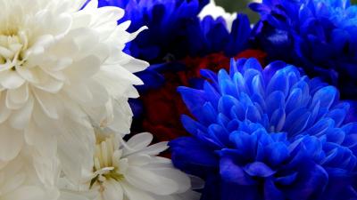 تصویر شماره 40 از آلبوم تصویر زمینه گل های قرمز سفید و آبی (red white and blue flowers)