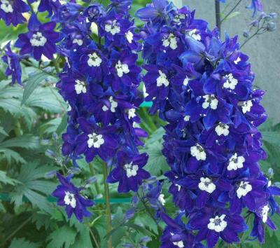 تصویر شماره 3 از آلبوم تصویر زمینه گل های قرمز سفید و آبی (red white and blue flowers)