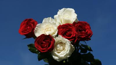 تصویر شماره 22 از آلبوم تصویر زمینه گل های قرمز سفید و آبی (red white and blue flowers)