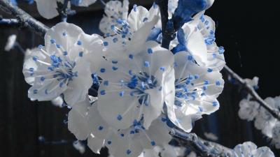 تصویر شماره 41 از آلبوم تصویر زمینه گل های قرمز سفید و آبی (red white and blue flowers)