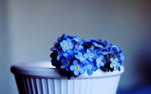گل های قرمز سفید و آبی (red white and blue flowers)