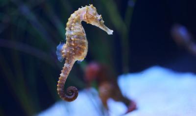 تصویر شماره 14 از آلبوم تصویر زمینه اسب دریایی (Seahorses)