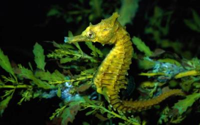 تصویر شماره 43 از آلبوم تصویر زمینه اسب دریایی (Seahorses)