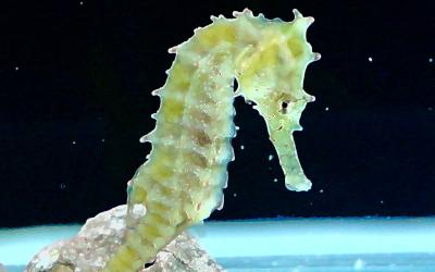 تصویر شماره 33 از آلبوم تصویر زمینه اسب دریایی (Seahorses)