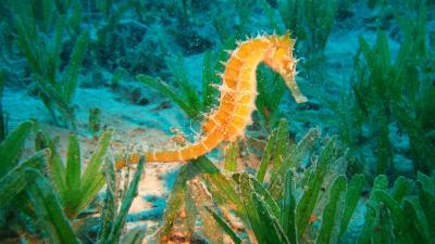 تصویر شماره 8 از آلبوم تصویر زمینه اسب دریایی (Seahorses)