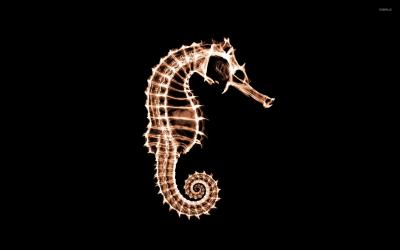 تصویر شماره 1 از آلبوم تصویر زمینه اسب دریایی (Seahorses)