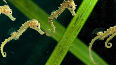 تصویر شماره 30 از آلبوم تصویر زمینه اسب دریایی (Seahorses)