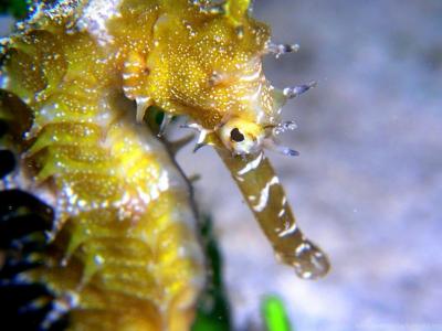 تصویر شماره 49 از آلبوم تصویر زمینه اسب دریایی (Seahorses)