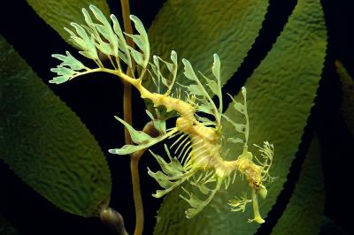 تصویر شماره 17 از آلبوم تصویر زمینه اسب دریایی (Seahorses)