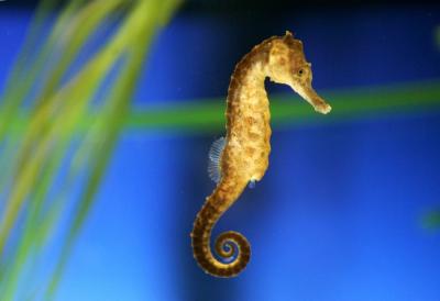 تصویر شماره 31 از آلبوم تصویر زمینه اسب دریایی (Seahorses)