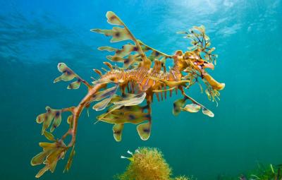 تصویر شماره 4 از آلبوم تصویر زمینه اسب دریایی (Seahorses)