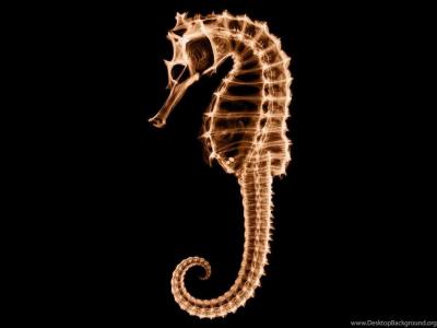 تصویر شماره 23 از آلبوم تصویر زمینه اسب دریایی (Seahorses)