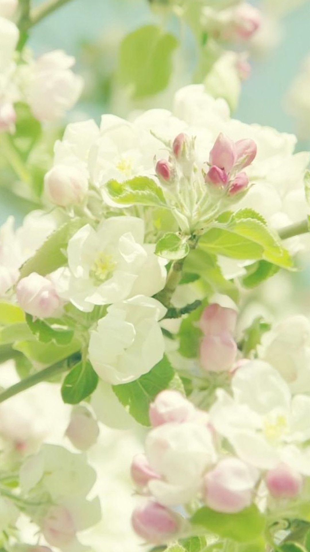 گلهای بهاری برای آیفون (floral spring iphone)