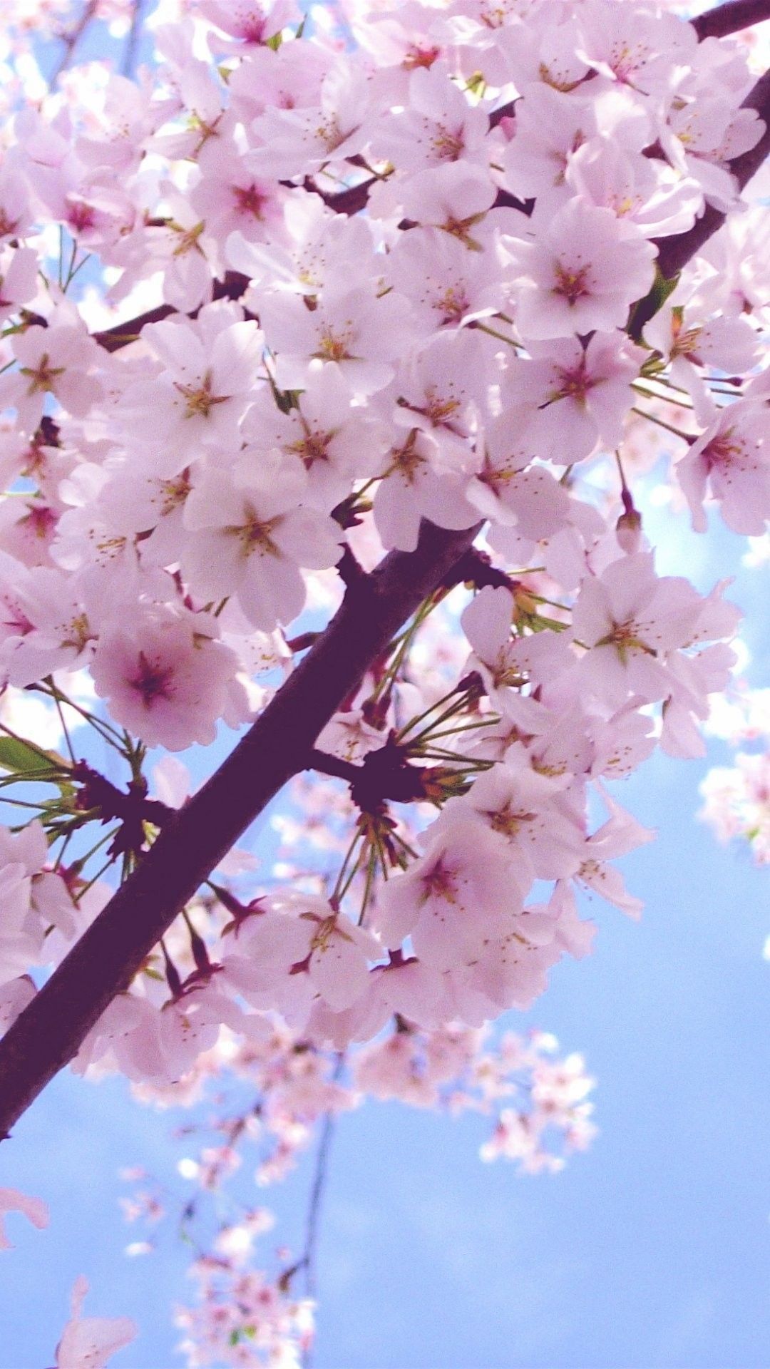 گلهای بهاری برای آیفون (floral spring iphone)