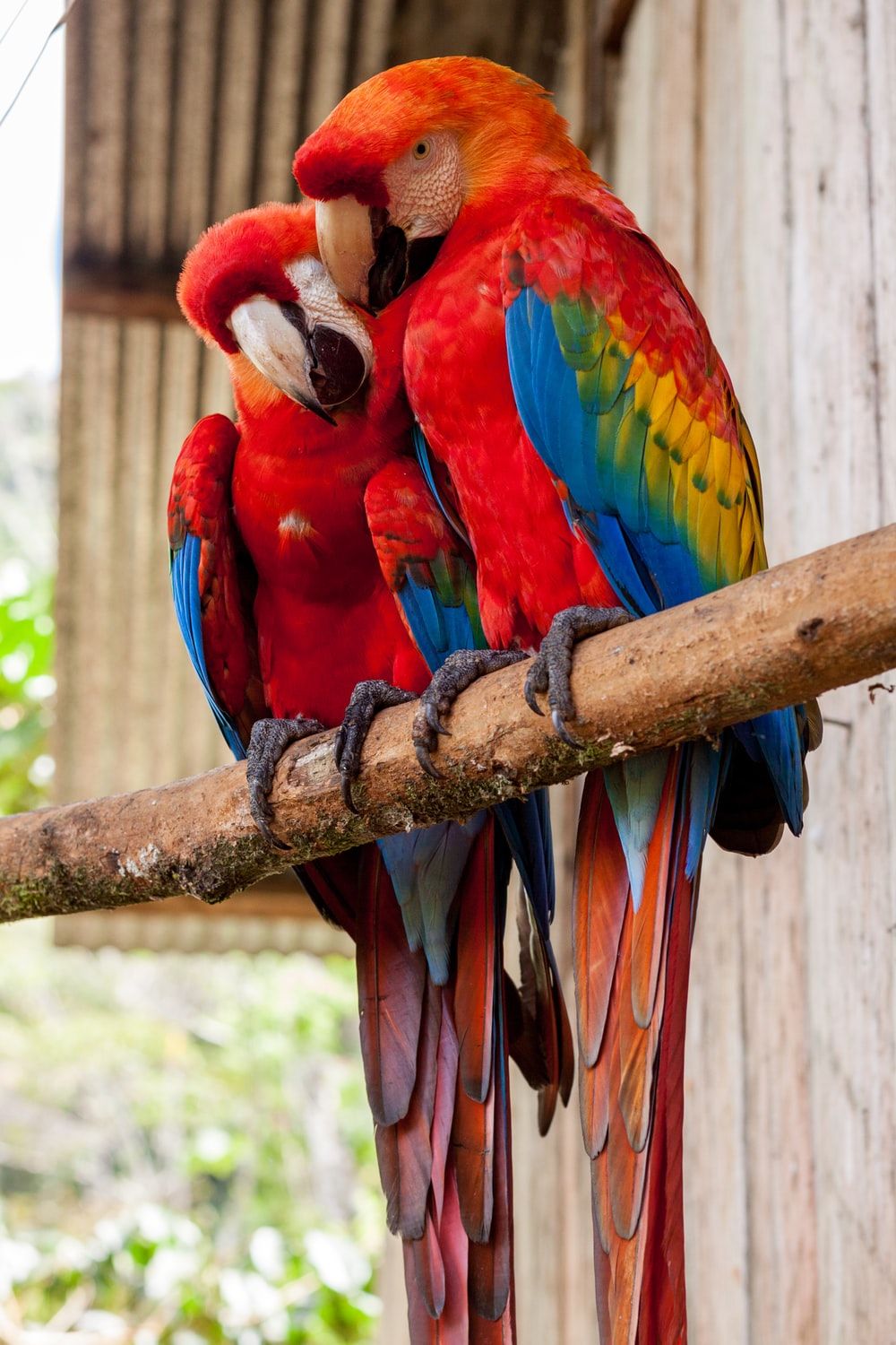 طوطی (Parrots)