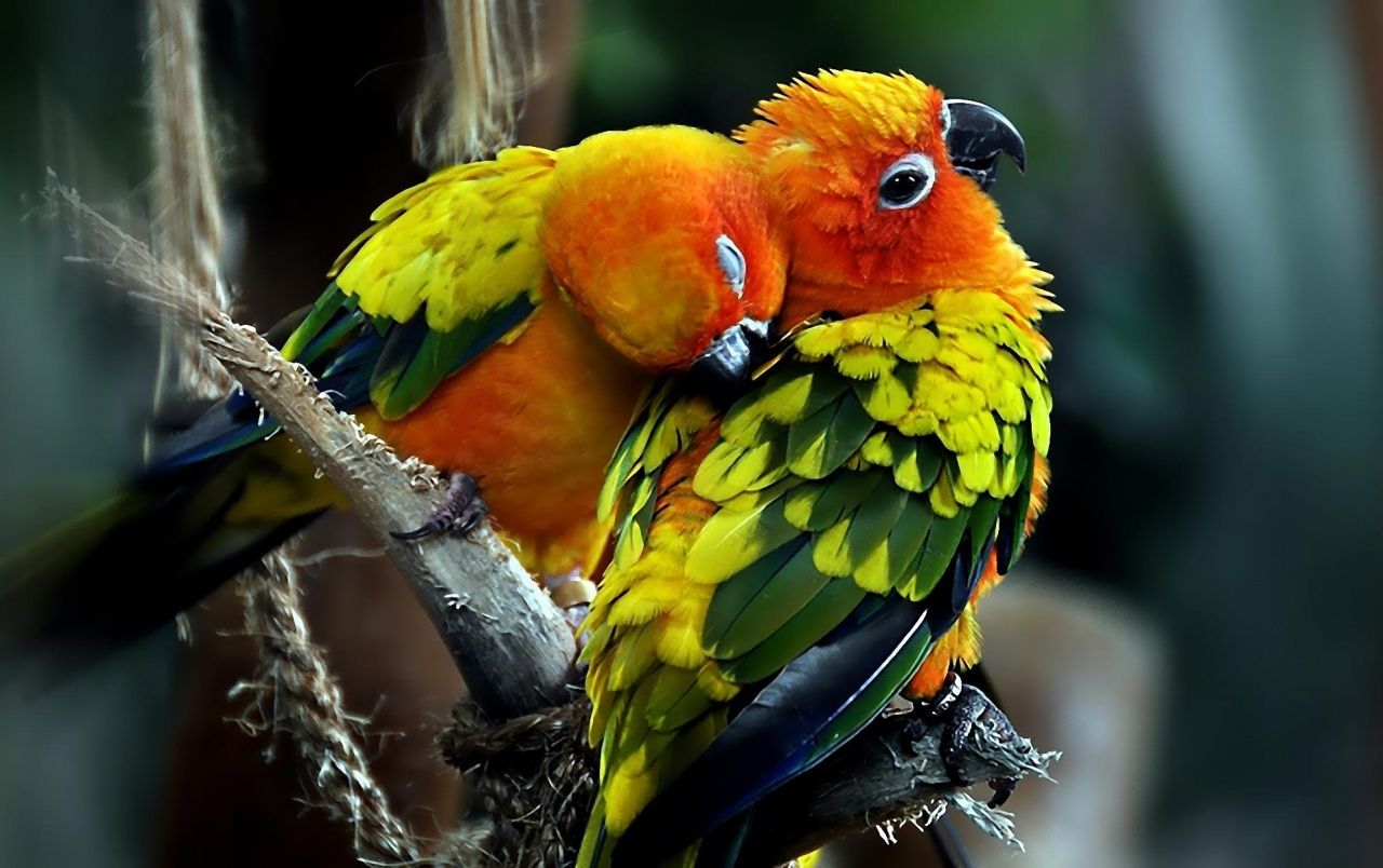 طوطی (Parrots)