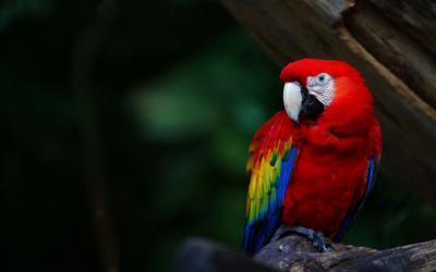 تصویر شماره 9 از آلبوم تصویر زمینه طوطی (Parrots)