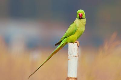 تصویر شماره 4 از آلبوم تصویر زمینه طوطی (Parrots)