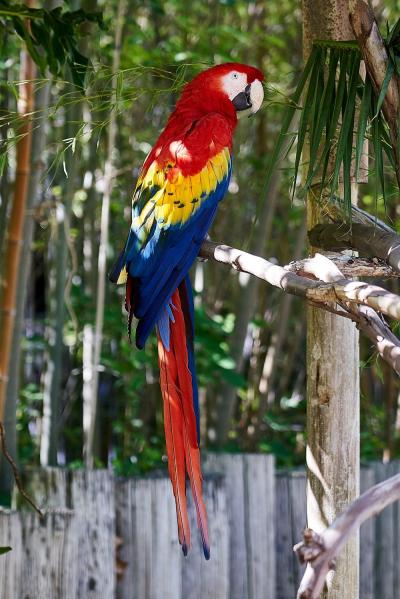 تصویر شماره 19 از آلبوم تصویر زمینه طوطی (Parrots)