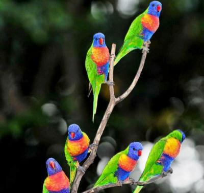 تصویر شماره 23 از آلبوم تصویر زمینه طوطی (Parrots)