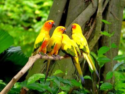 تصویر شماره 25 از آلبوم تصویر زمینه طوطی (Parrots)