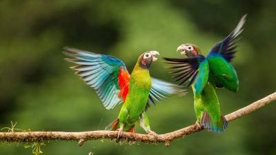 تصویر شماره 33 از آلبوم تصویر زمینه طوطی (Parrots)