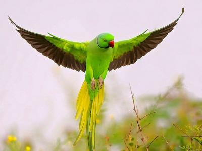 تصویر شماره 6 از آلبوم تصویر زمینه طوطی (Parrots)