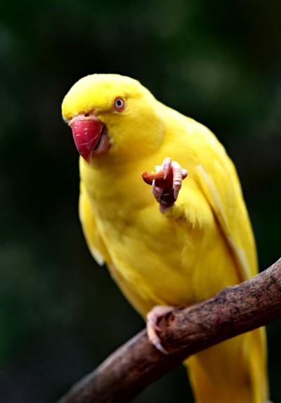 تصویر شماره 35 از آلبوم تصویر زمینه طوطی (Parrots)