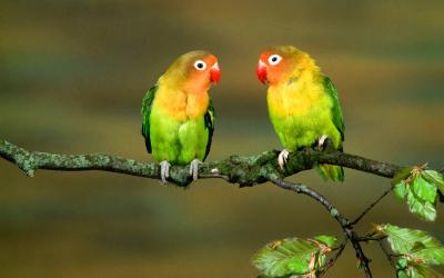 تصویر شماره 34 از آلبوم تصویر زمینه طوطی (Parrots)