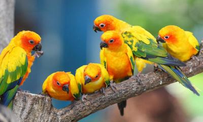 تصویر شماره 22 از آلبوم تصویر زمینه طوطی (Parrots)