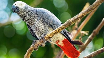 تصویر شماره 43 از آلبوم تصویر زمینه طوطی (Parrots)