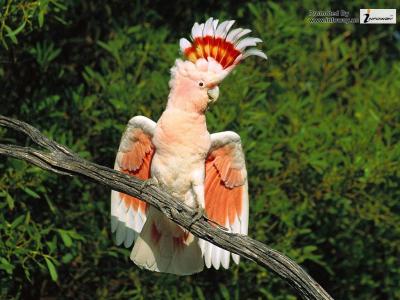 تصویر شماره 18 از آلبوم تصویر زمینه طوطی (Parrots)