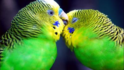 تصویر شماره 38 از آلبوم تصویر زمینه طوطی (Parrots)