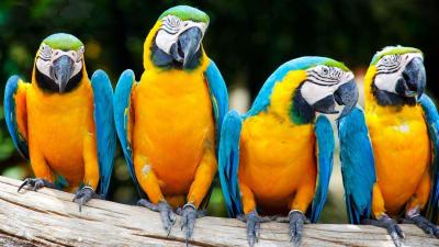 تصویر شماره 2 از آلبوم تصویر زمینه طوطی (Parrots)