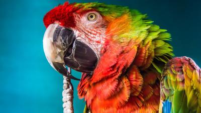 تصویر شماره 41 از آلبوم تصویر زمینه طوطی (Parrots)