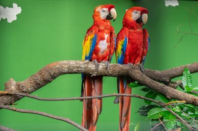 تصویر شماره 14 از آلبوم تصویر زمینه طوطی (Parrots)