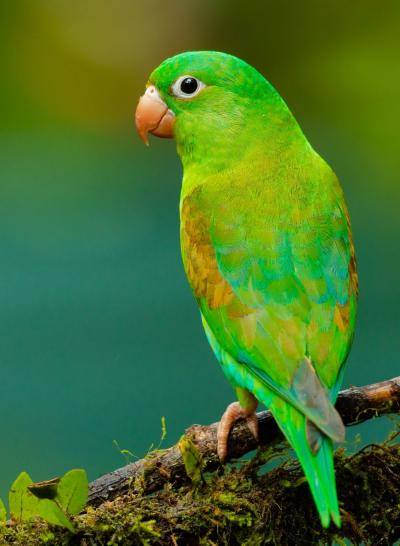 تصویر شماره 27 از آلبوم تصویر زمینه طوطی (Parrots)