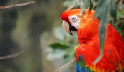 تصویر شماره 28 از آلبوم تصویر زمینه طوطی (Parrots)