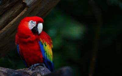 تصویر شماره 20 از آلبوم تصویر زمینه طوطی (Parrots)