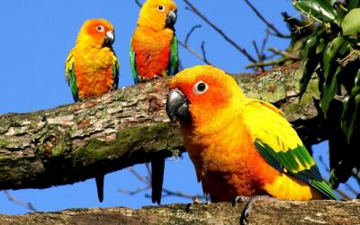 تصویر شماره 30 از آلبوم تصویر زمینه طوطی (Parrots)