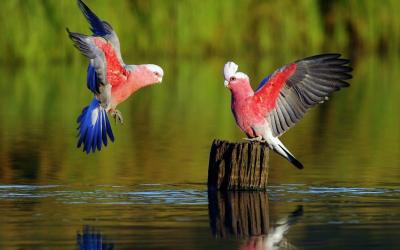 تصویر شماره 21 از آلبوم تصویر زمینه طوطی (Parrots)