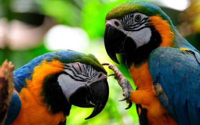 تصویر شماره 16 از آلبوم تصویر زمینه طوطی (Parrots)