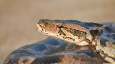 تصویر شماره 9 از آلبوم تصویر زمینه 4k فوق العاده مار (snake 4k ultra hd)