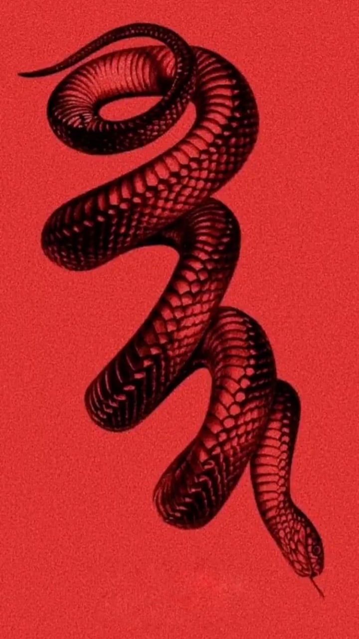 مارهای زیبا (Snake Aesthetics)