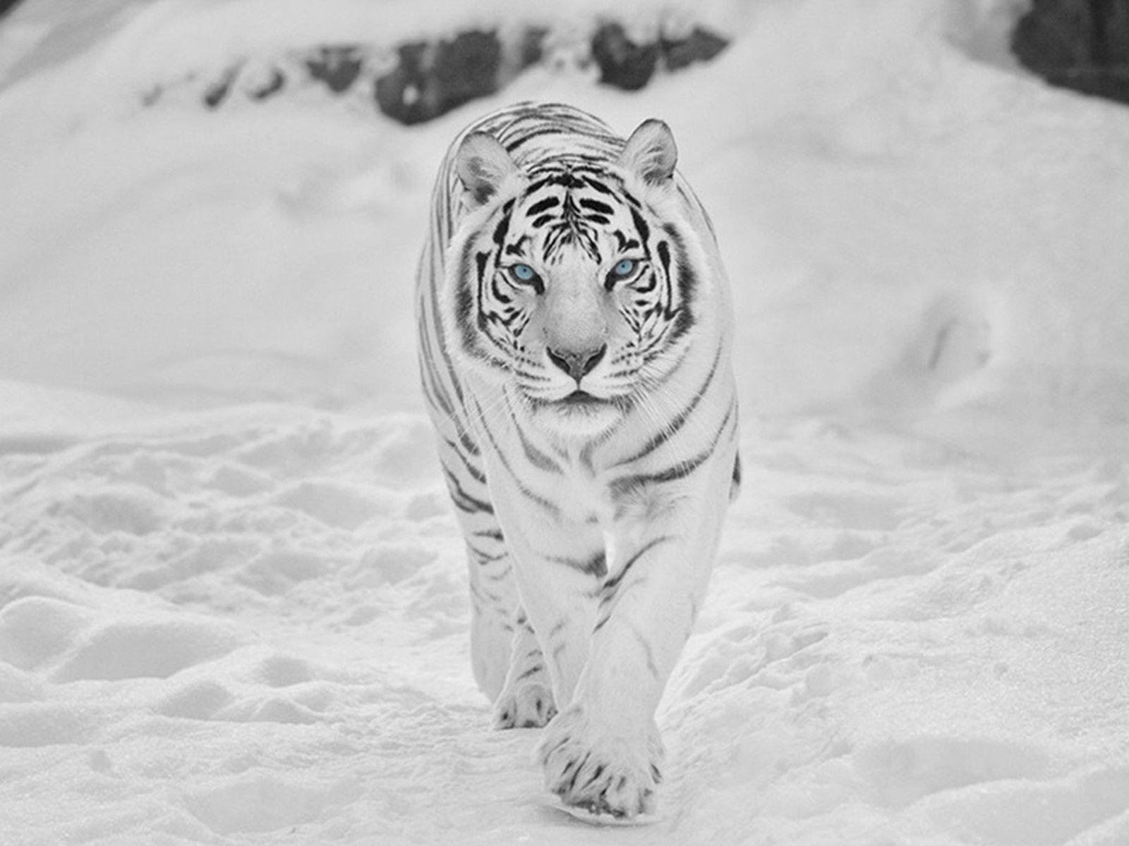ببر سفید (Snow Tiger)