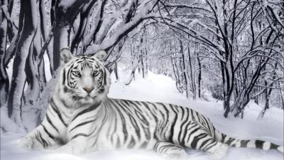 تصویر شماره 11 از آلبوم تصویر زمینه ببر سفید (Snow Tiger)