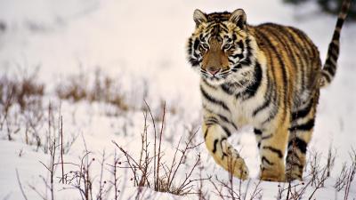 تصویر شماره 16 از آلبوم تصویر زمینه ببر سفید (Snow Tiger)