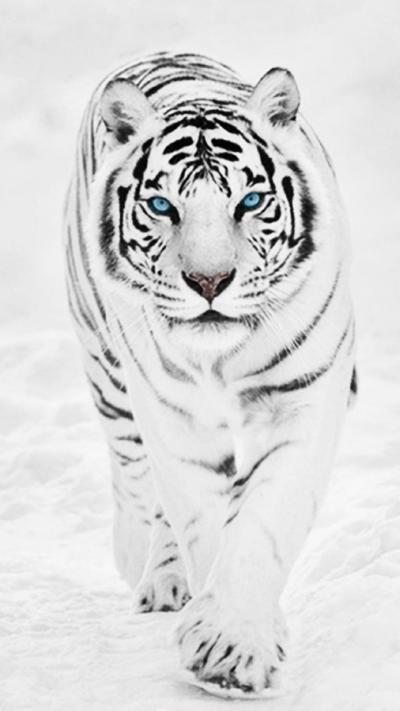 تصویر شماره 1 از آلبوم تصویر زمینه ببر سفید (Snow Tiger)