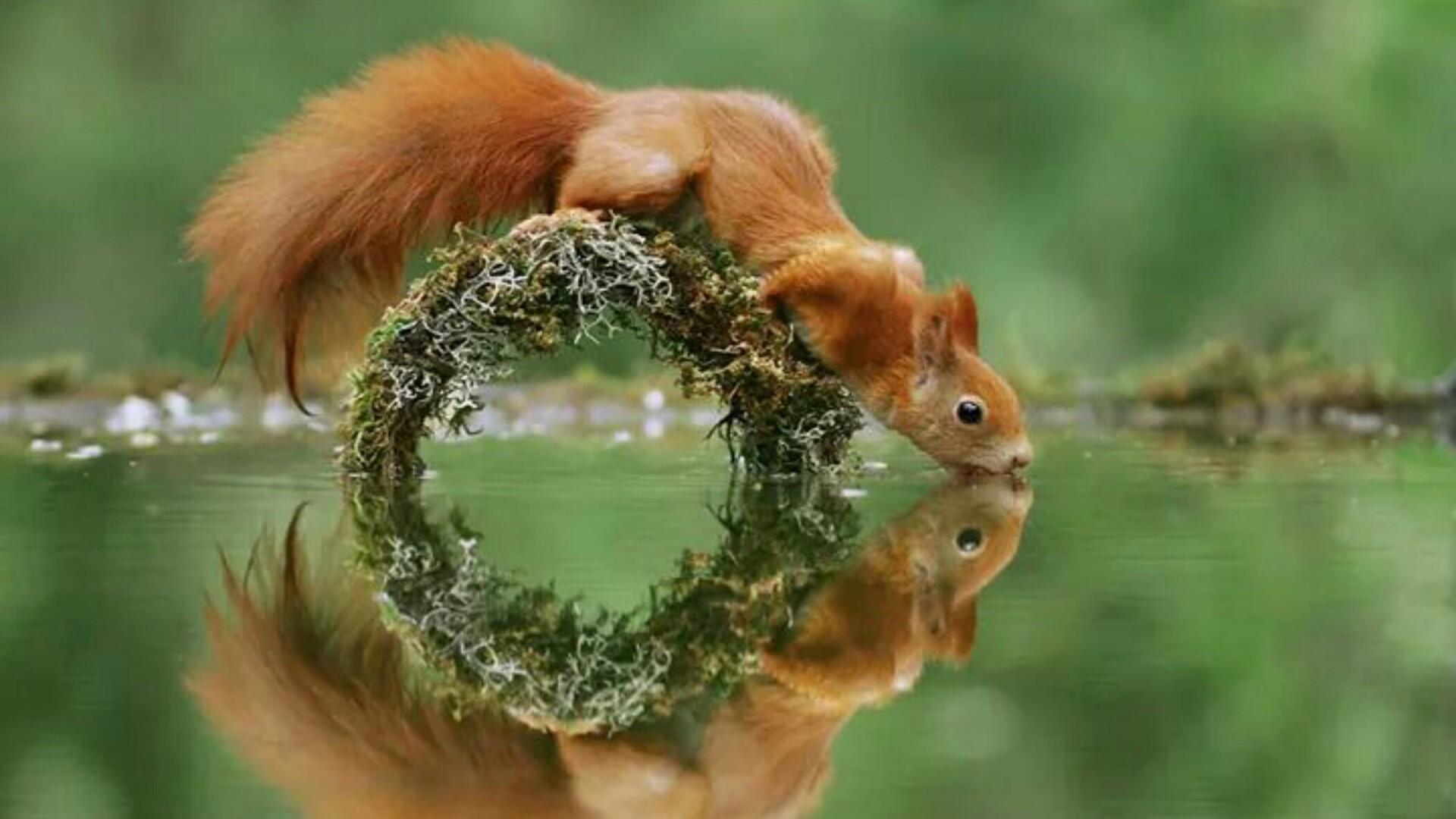 سنجاب (Squirrels)